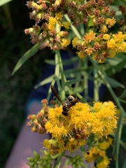 Ancistrocerus adiabatus