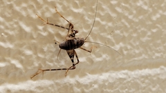 Tachycines asynamorus