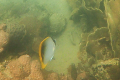 Chaetodon lineolatus