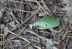 Pterophylla camellifolia