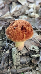 Boletus subvelutipes