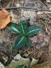 Goodyera oblongifolia