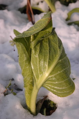 Symplocarpus foetidus