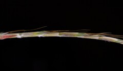 Schizachyrium fragile