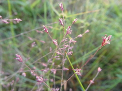 Eragrostis spectabilis