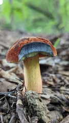 Boletus subvelutipes