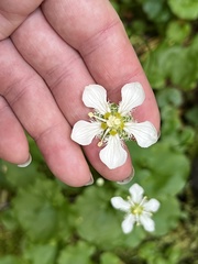 Parnassia fimbriata