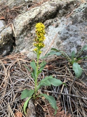 Solidago simplex