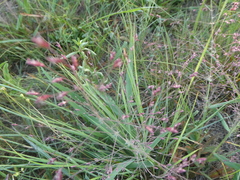 Eragrostis spectabilis