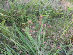Eragrostis spectabilis