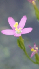 Zeltnera muehlenbergii