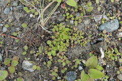 Plantae