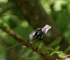 Mniotilta varia