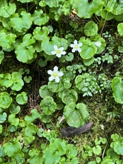 Parnassia fimbriata
