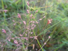 Eragrostis spectabilis