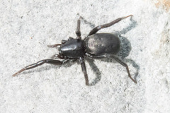 Araneae