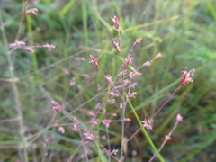 Eragrostis spectabilis