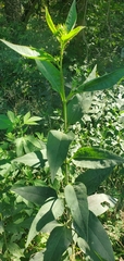 Helianthus tuberosus