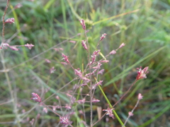 Eragrostis spectabilis