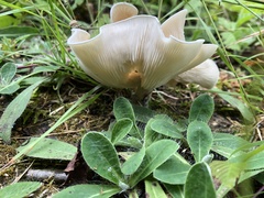 Hohenbuehelia petaloides