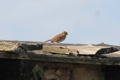 Emberiza citrinella