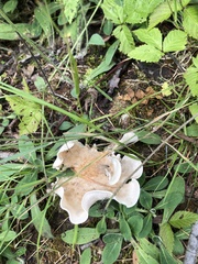 Hohenbuehelia petaloides