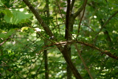 Mniotilta varia