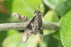 Chrysops