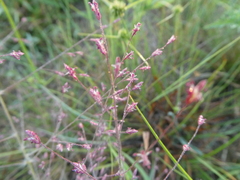 Eragrostis spectabilis