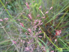 Eragrostis spectabilis