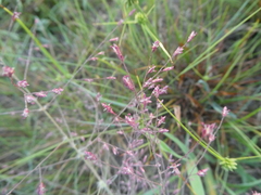 Eragrostis spectabilis