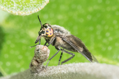 Chrysops
