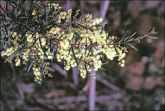 Acacia riceana