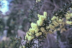 Acacia riceana