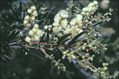 Acacia riceana