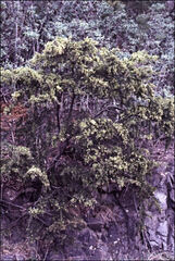 Acacia riceana