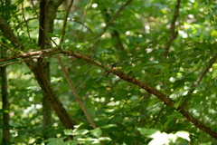 Mniotilta varia