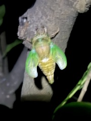 Cicadoidea