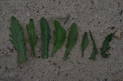 Senecio pinnatifolius