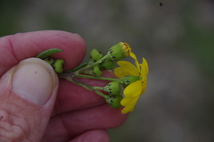 Senecio pinnatifolius