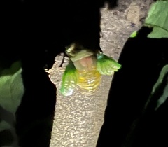 Cicadoidea