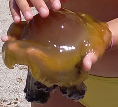 Cotylorhiza tuberculata