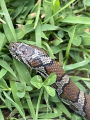Lampropeltis triangulum