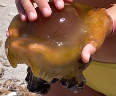 Cotylorhiza tuberculata