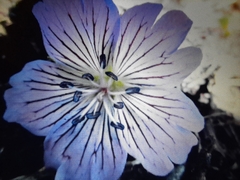 Geranium wlassovianum