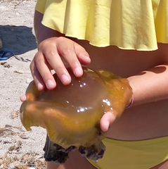 Cotylorhiza tuberculata