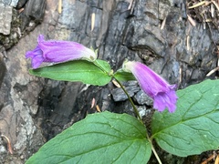 Nothochelone nemorosa