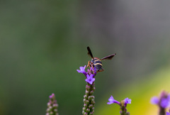 Epeolus bifasciatus