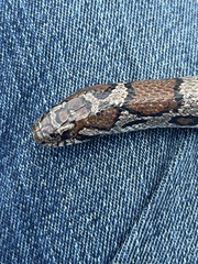 Lampropeltis triangulum