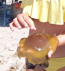 Cotylorhiza tuberculata